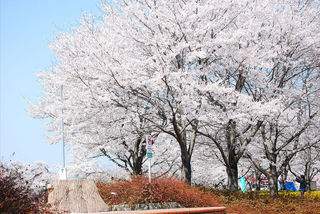 sakura.jpg
